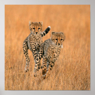 Póster Guepardos Jóvenes (Acinonyx Jubatus) Corriendo