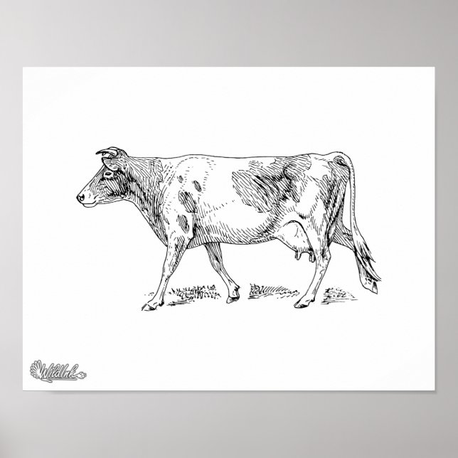 Póster Guernsey Cow (Frente)