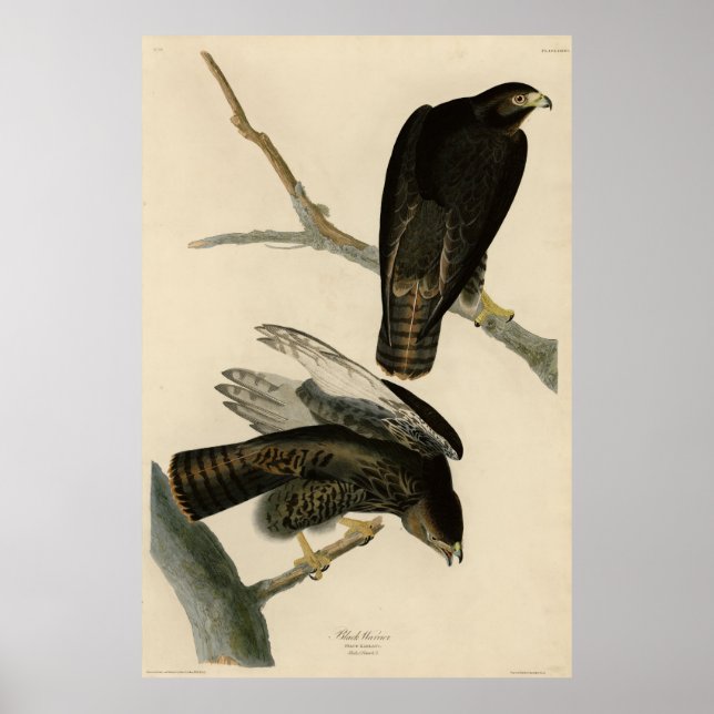 Póster Guerrero negro (Halcón de cola roja) de aves auduó (Frente)