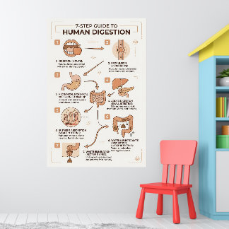 Póster Guía de 7 pasos para el proceso de digestión human