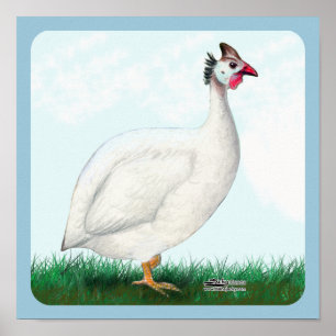 Póster Guinea blanca