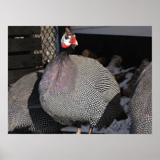 Póster Guinea Fowl (Frente)