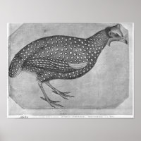 Guinea Fowl, del álbum The Vallardi