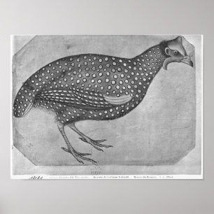 Póster Guinea Fowl, del álbum The Vallardi