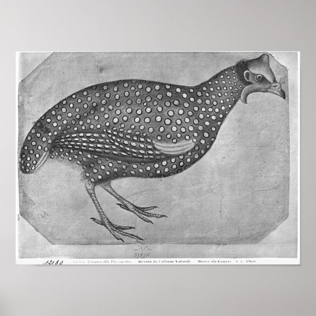 Póster Guinea Fowl, del álbum The Vallardi (Frente)