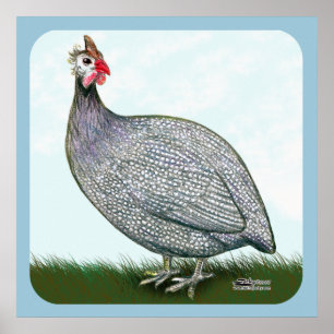 Póster Guinea Lavender En Vigilancia