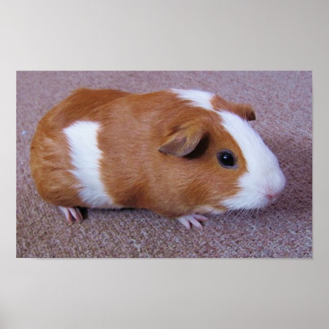 Póster Guinea Pig Poster (Frente)