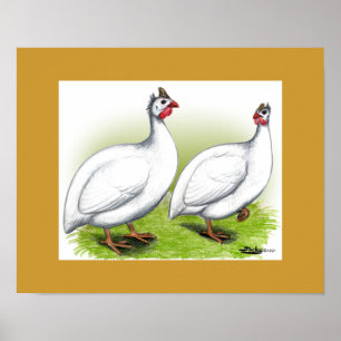 Póster Guineas: Blanco