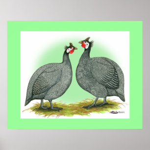 Póster Guineas:  Francesas