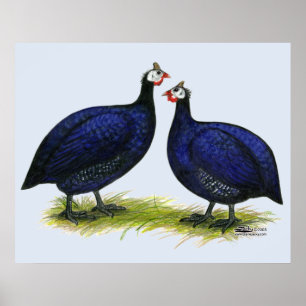Póster Guineas Royal Purple Pair