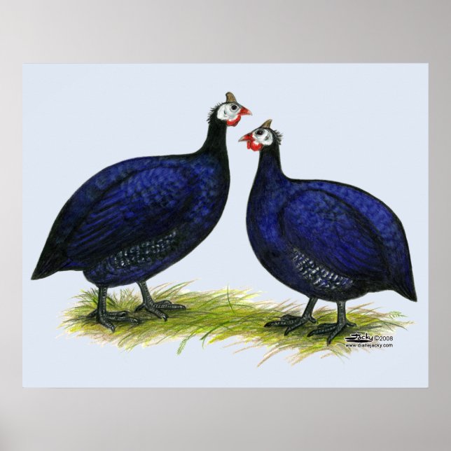 Póster Guineas Royal Purple Pair (Frente)