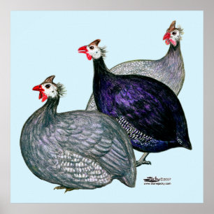 Póster Guineas Tres