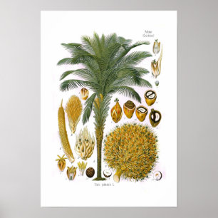 Póster Guineensis del Elaeis (palma de aceite)