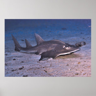 Póster Guitar Shark