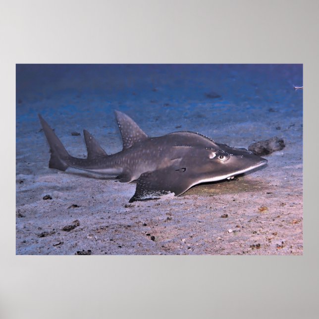 Póster Guitar Shark (Frente)