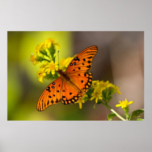 Póster Gulf Fritillary alias Mariposa de la Pasión en Var