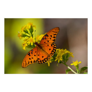 Póster Gulf Fritillary también conocida como Mariposa de 