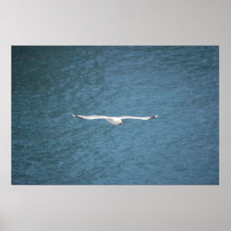 Póster Gull
