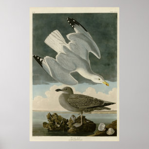 Póster Gull arenque de los pájaros de América de John Aud