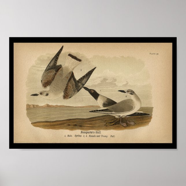 Póster Gull de Bonaparte para imprimir aves de 1890 (Frente)