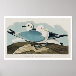 Póster Gull Kittiwake de Audubon Poster