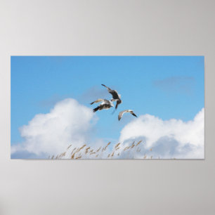 Póster Gull Trio 4