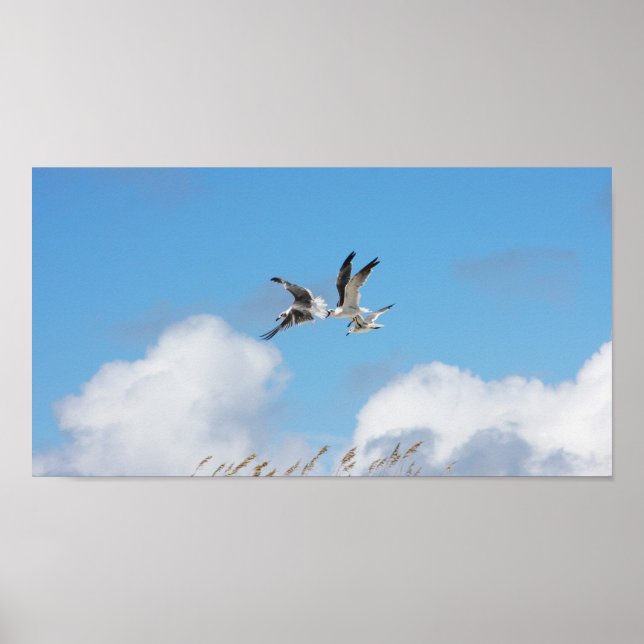 Póster Gull Trio 5 (Frente)