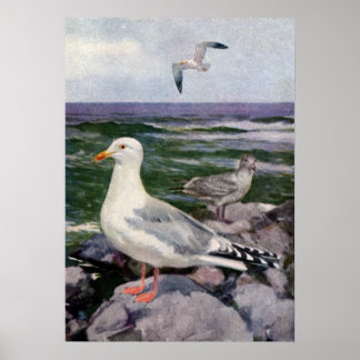 Póster Gulls de arenque en la costa rocosa
