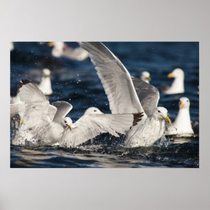 Póster Gulls emergentes