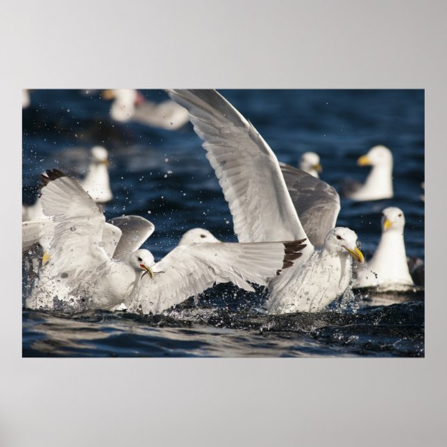 Póster Gulls emergentes (Frente)