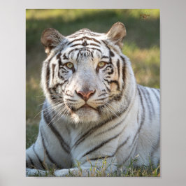 Póster Gus - tarjeta