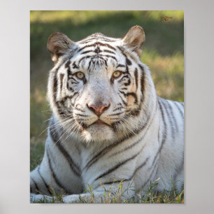 Póster Gus - tarjeta