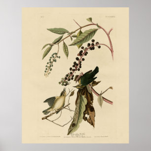 Póster Gusanos comiendo Warbler - Aves de América de Audu