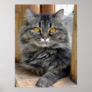 Póster Gypsy