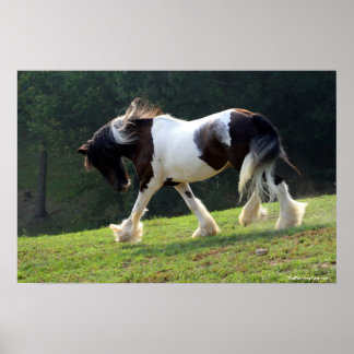 Póster Gypsy Vanner