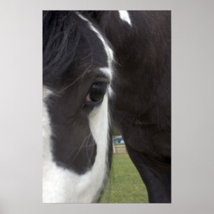 Póster Gypsy Vanner Cob