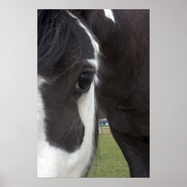Póster Gypsy Vanner Cob (Frente)