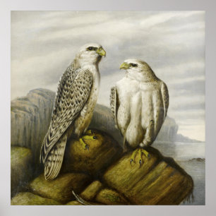 Póster Gyr Falcons en un borde rocoso de Joseph Wolf