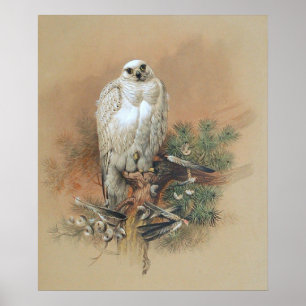 Póster Gyrfalcon - 1861