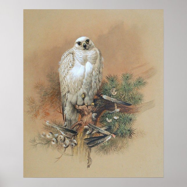 Póster Gyrfalcon - 1861 (Frente)