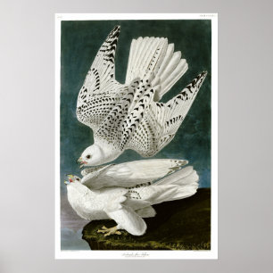 Póster Gyrfalcon de John Audubon