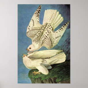 Póster Gyrfalcon, John James Audubon