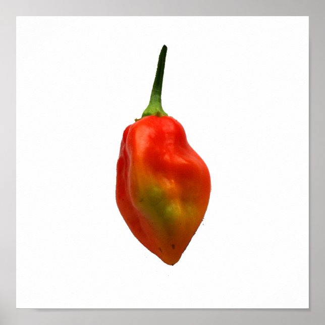 Póster Habanero Fotografía de un solo pimienta (Frente)