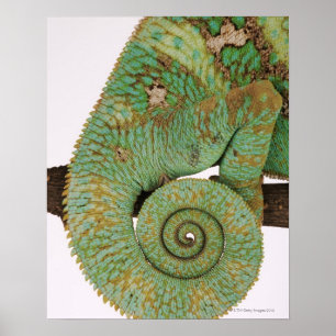 Póster Habitan zonas secas montañosas. Indígenas