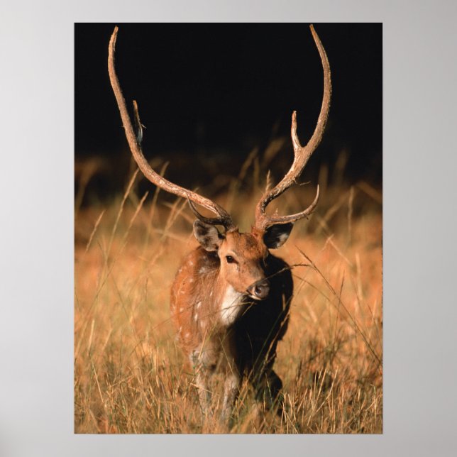 Póster Hábitat natural cínico | Parque nacional de Bandha (Frente)
