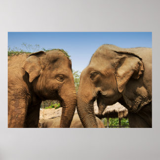 Póster Hablando de elefantes en Chiang Mai Tailandia