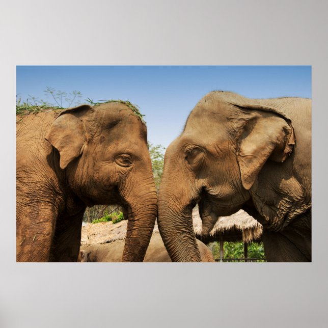 Póster Hablando de elefantes en Chiang Mai Tailandia (Frente)