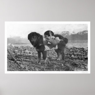 Póster Hacer excursionismo el perro Seward, Alaska 1911
