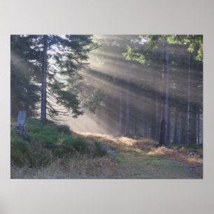 Póster Haces de luz en el poster del bosque