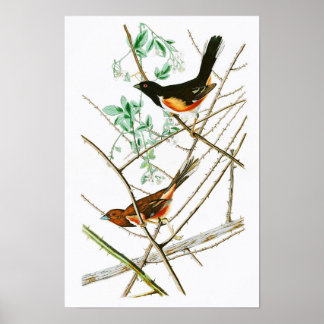 Póster Hacia el Bunting John James Audubon Birds of Ameri
